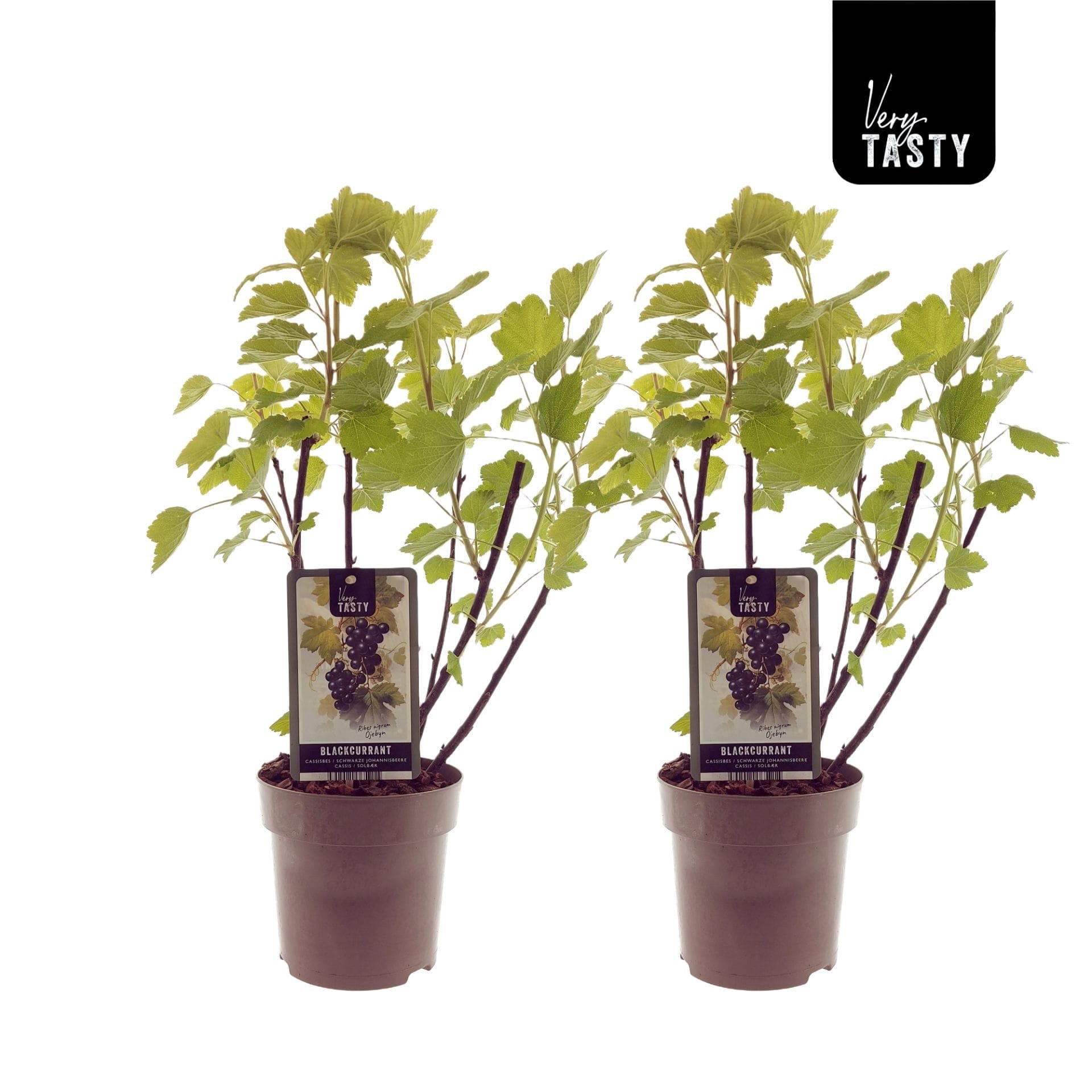 Coacaz negru productiv - Ribes nigrum 'Ojebyn'