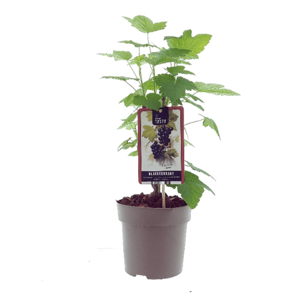 Zwarte bes - Ribes nigrum 'Silvergieters Schwarze' D19