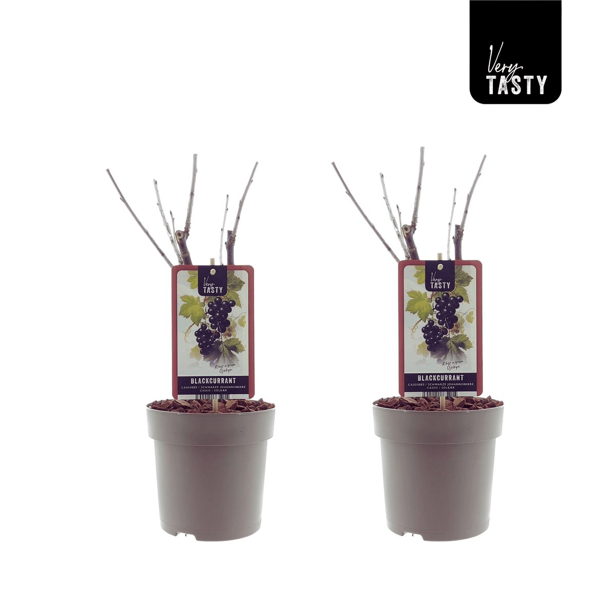 Ribes nigrum 'Josta' (Jostaberry - coacaz x agris) D16