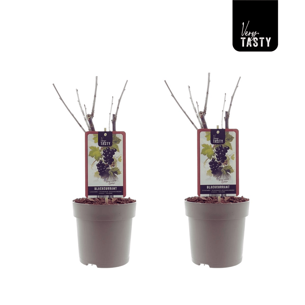 Ribes nigrum 'Rosenthals Langtraubige'