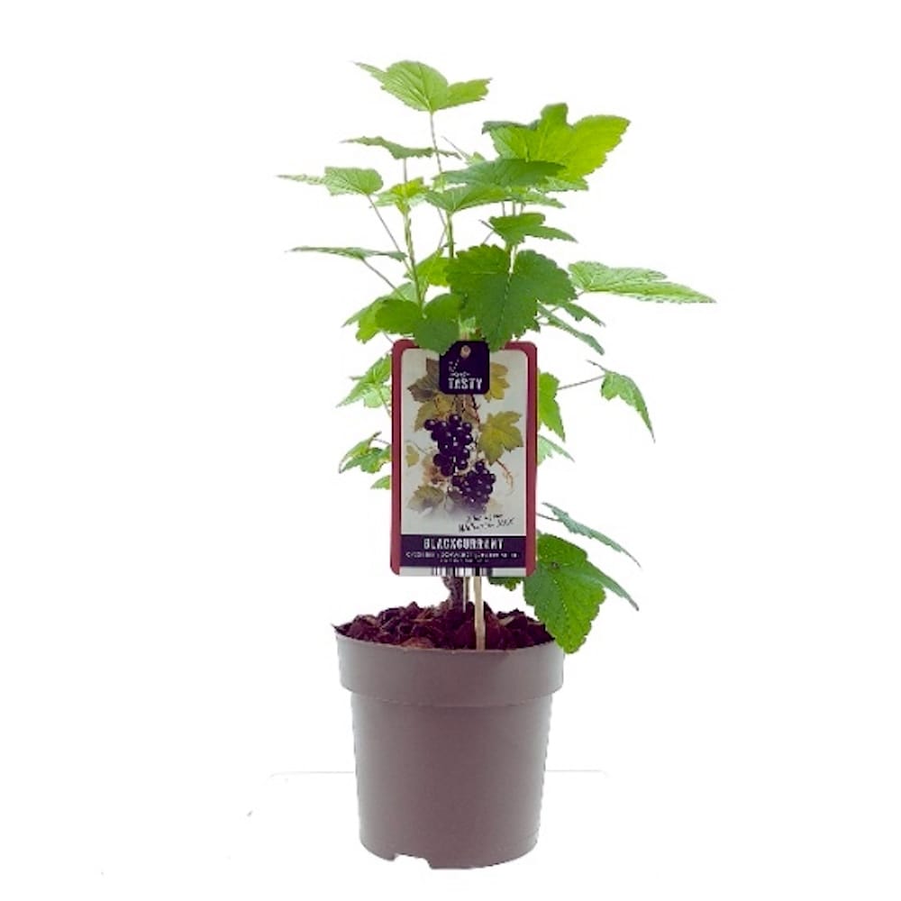 Coacaz negru - Ribes nigrum 'Wellington XXX'