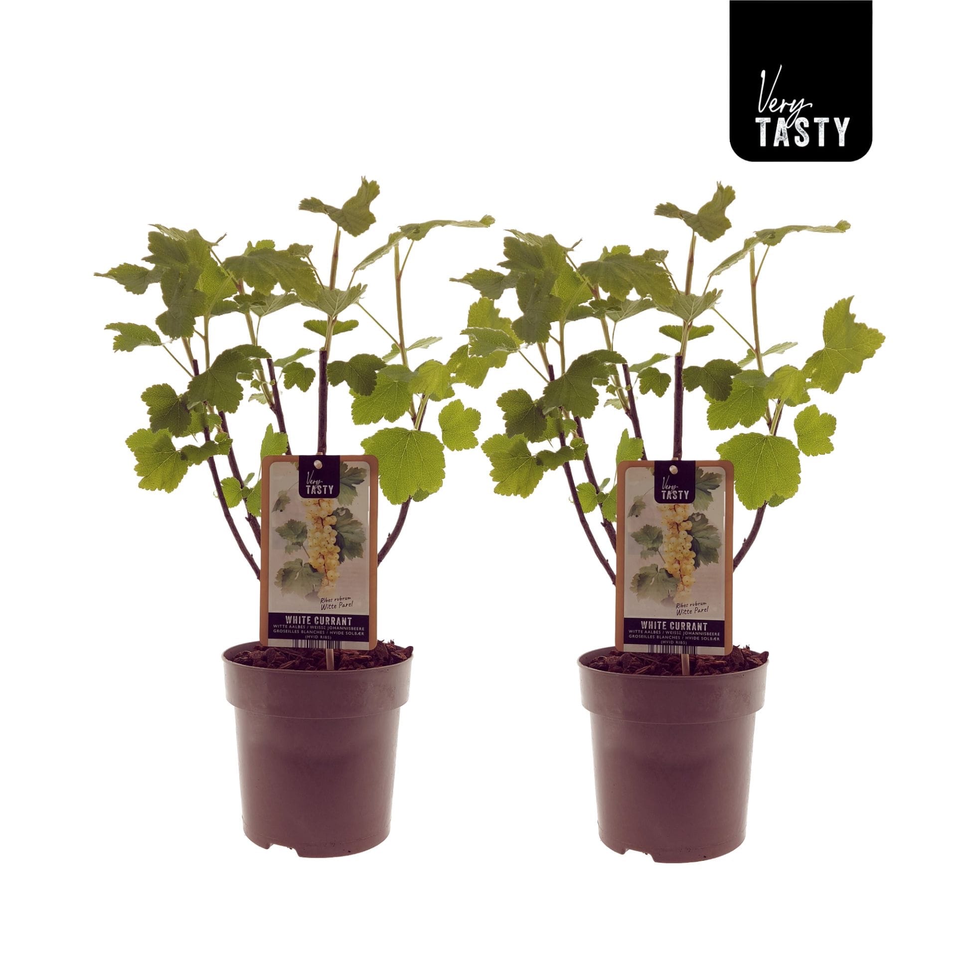 Coacaz alb cu fructe dulci - Ribes rubrum 'Witte Parel'