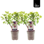 Agris rosu - Ribes uva-crispa 'Hinnonmaki Red'