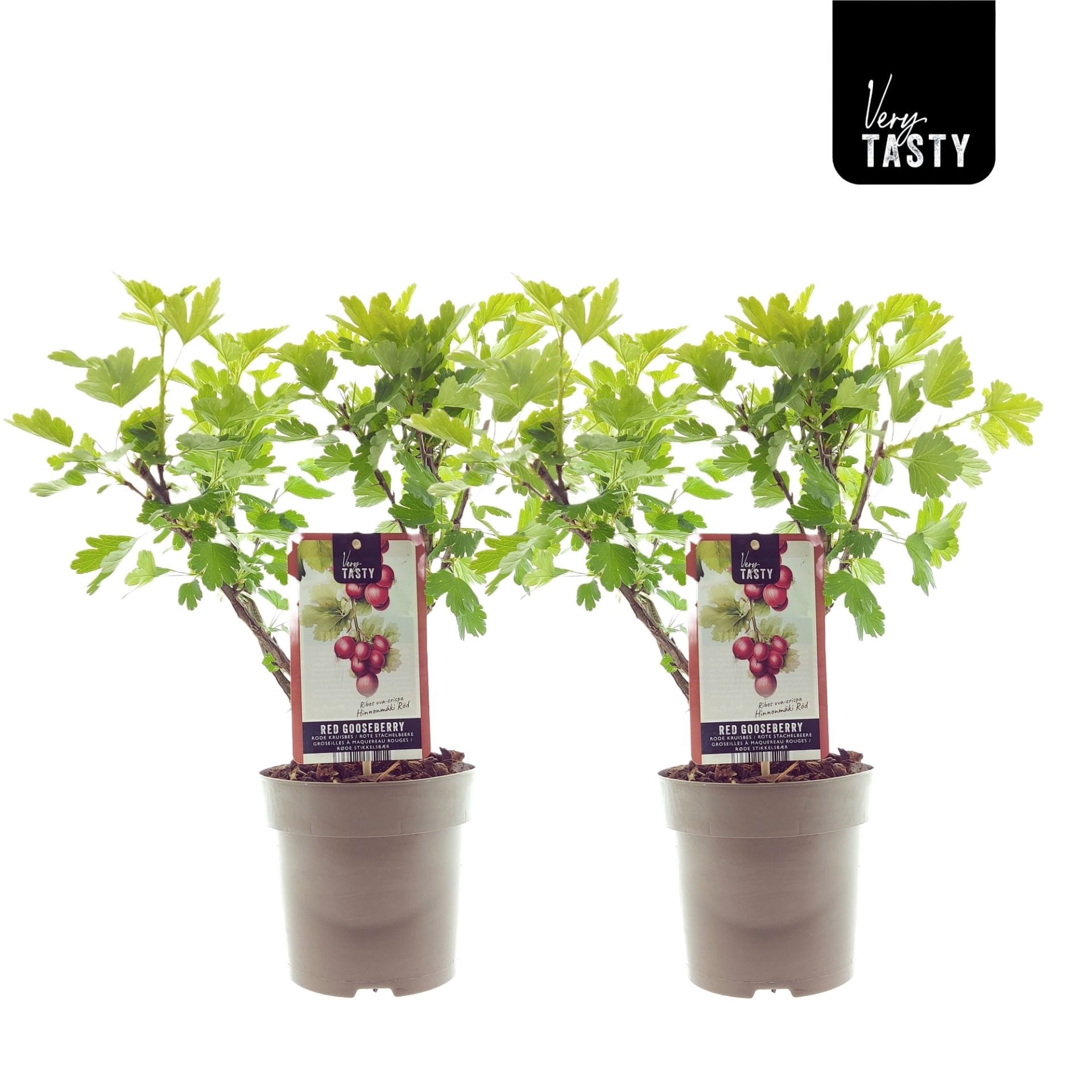 Agris rosu - Ribes uva-crispa 'Hinnonmaki Red'