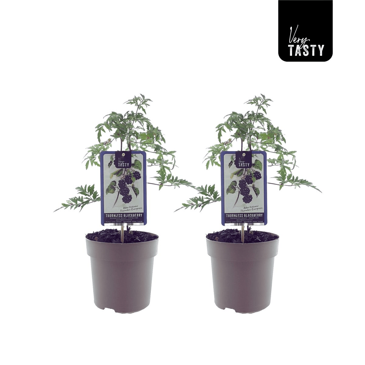 Rubus fruticosus 'Thornless Evergreen'