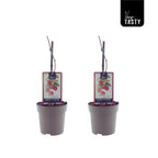 Skorá malina s konštantnou produktivitou - Rubus Idaeus 'Malling Promise'