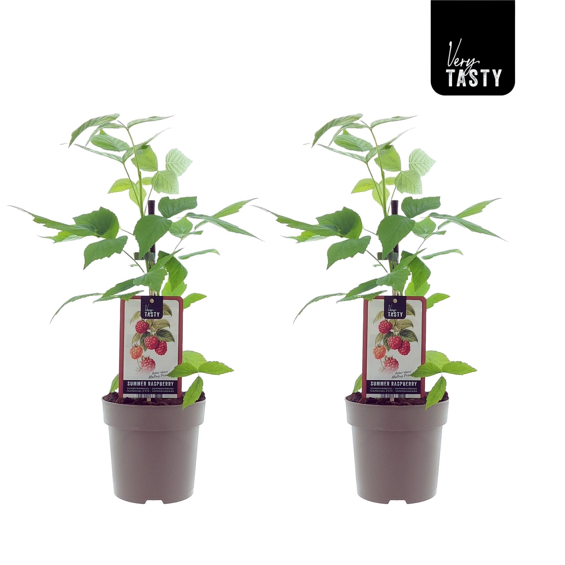 Skorá malina s konštantnou produktivitou - Rubus Idaeus 'Malling Promise'