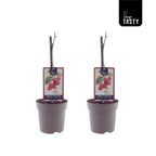 Lampone - Rubus idaeus 'Schonemann' D15