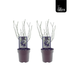 Produktivna borovnica u saksiji - Vaccinium corymbosum 'GoldTraube' D19