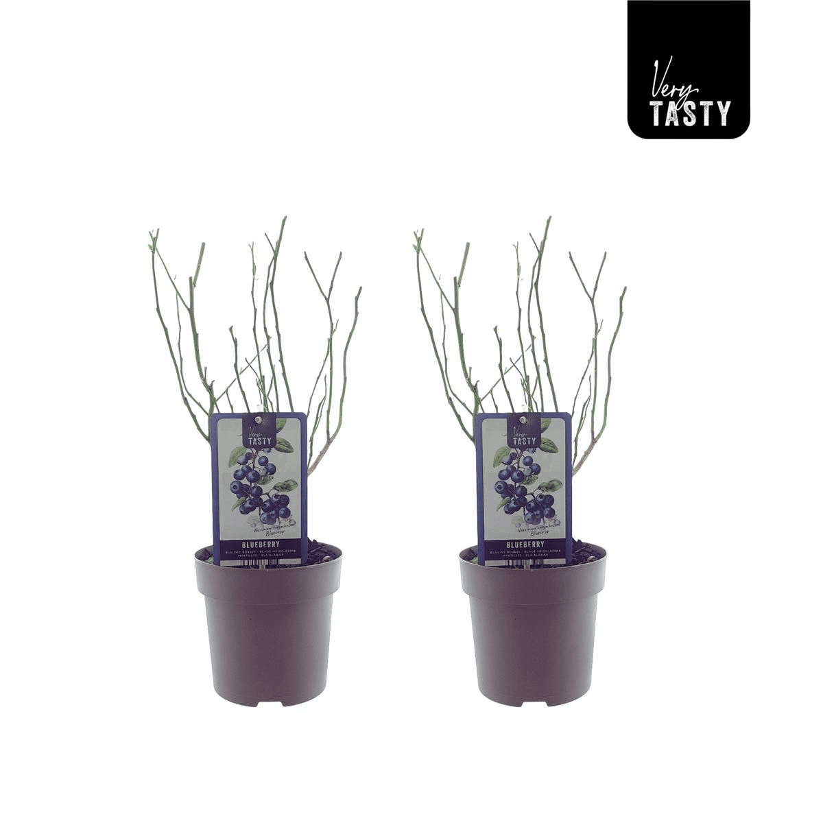 Afin productiv in ghiveci - Vaccinium corymbosum 'GoldTraube' D19