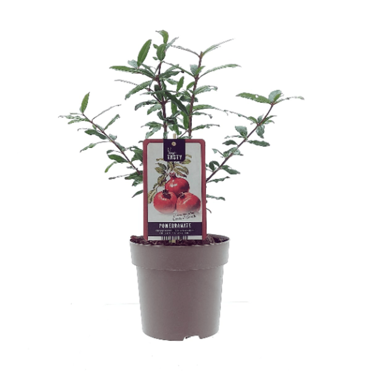 Rodiu - Punica granatum 'Dente di Cavallo' * jedlé plody