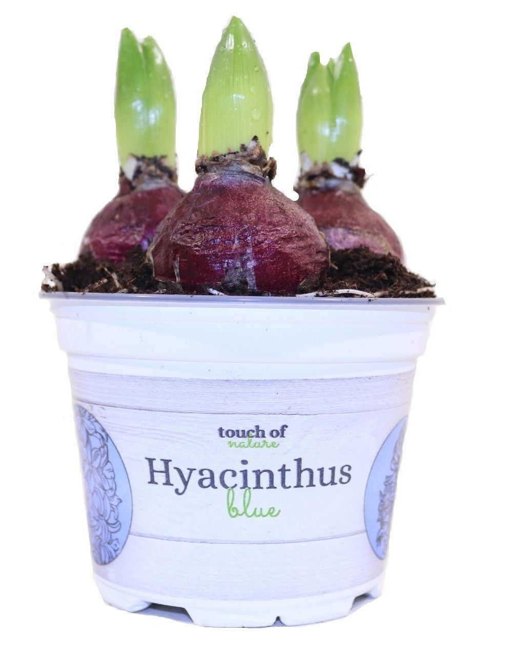 Zambile albastre D12 - Hyacinthus orientalis 'Blue' – Secret