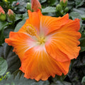 Hibiscus rosa-sinensis ‘Pomona’ – hibiscus tropical cu flori portocalii, centru luminos