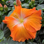 Hibiscus rosa-sinensis ‘Pomona’ – hibiscus tropical cu flori portocalii, centru luminos