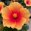 Hibiscus rosa-sinensis 'Apollo Sunrise' - tropical hibiscus with golden-yellow flowers and a red center