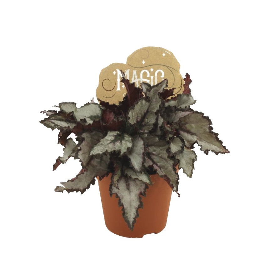 Begonia Magic Colours 'Coco' D8