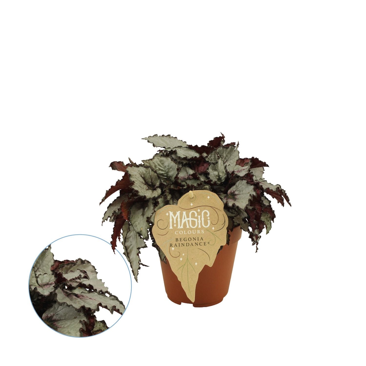 Begonia 'Raindance'