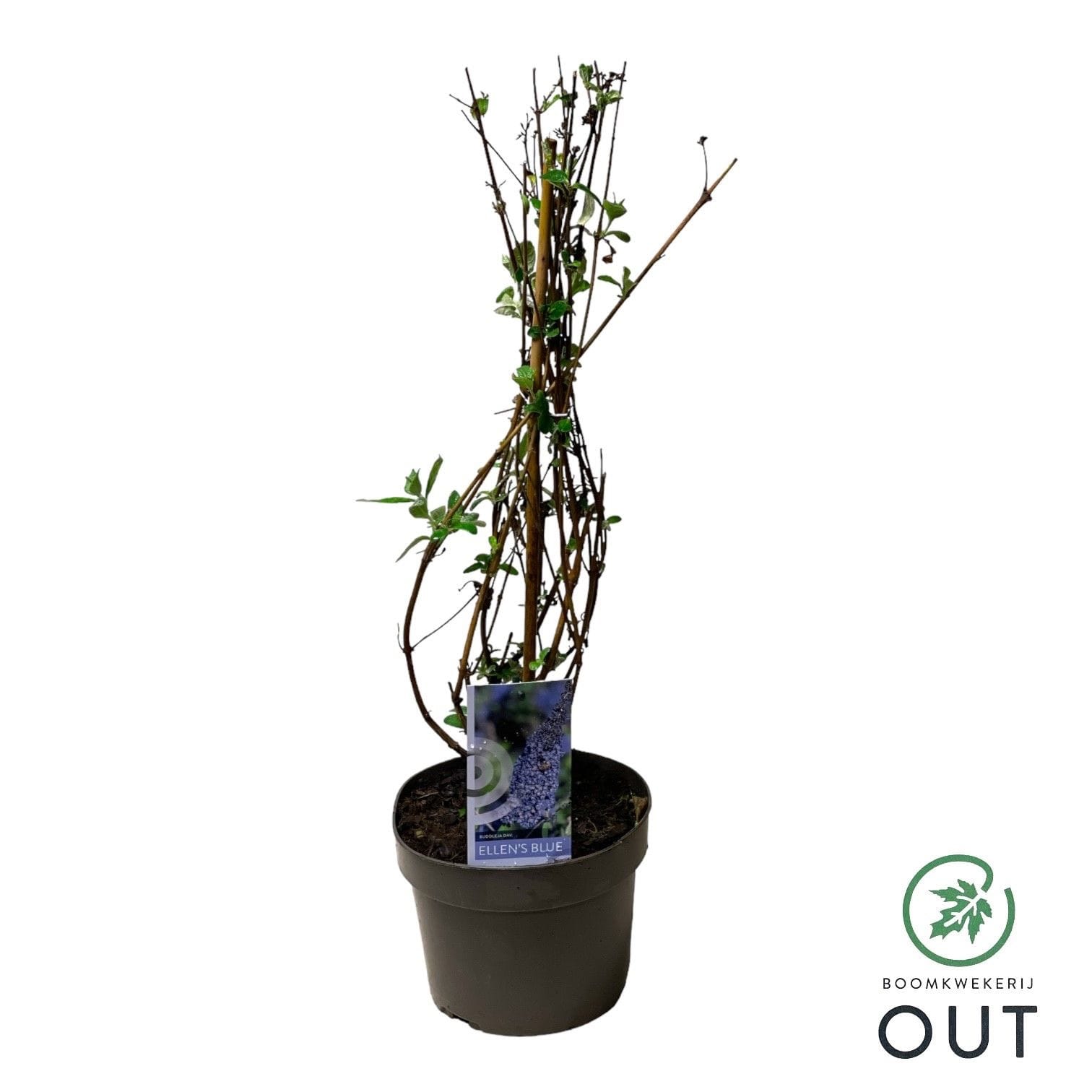 Liliac de vara - Buddleja davidii 'Ellen's Blue'