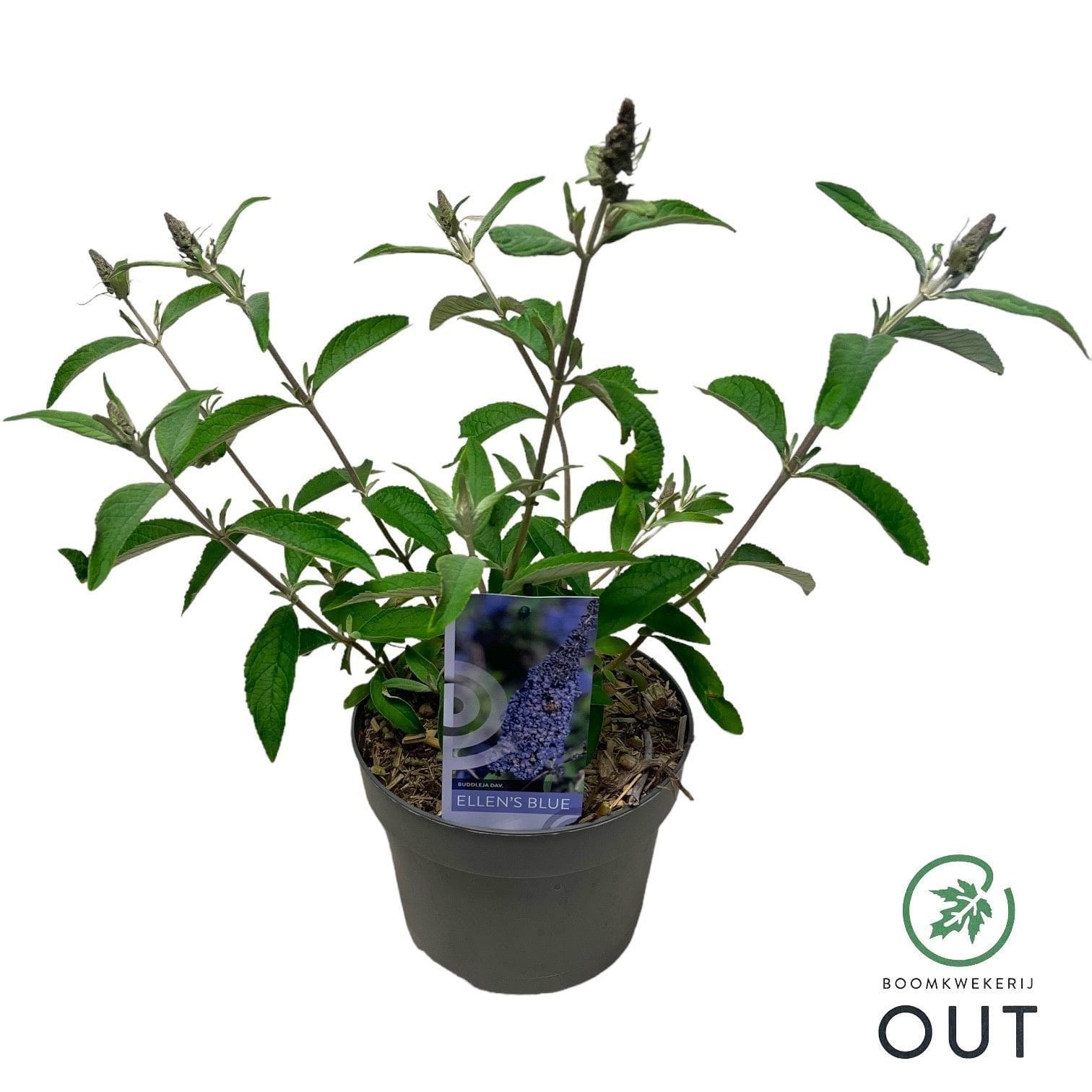 Liliac de vara - Buddleja davidii 'Ellen's Blue'