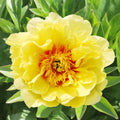 Paeonia itoh 'Bartzella' - bujor semi-arbustiv galben cu flori duble
