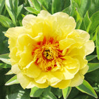 Paeonia itoh 'Bartzella' - bujor semi-arbustiv galben cu flori duble