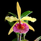 Bc. Keowee 'Mendenhall' AM/AOS