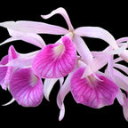 Bc. Morning Glory 'Valentine Kiss'