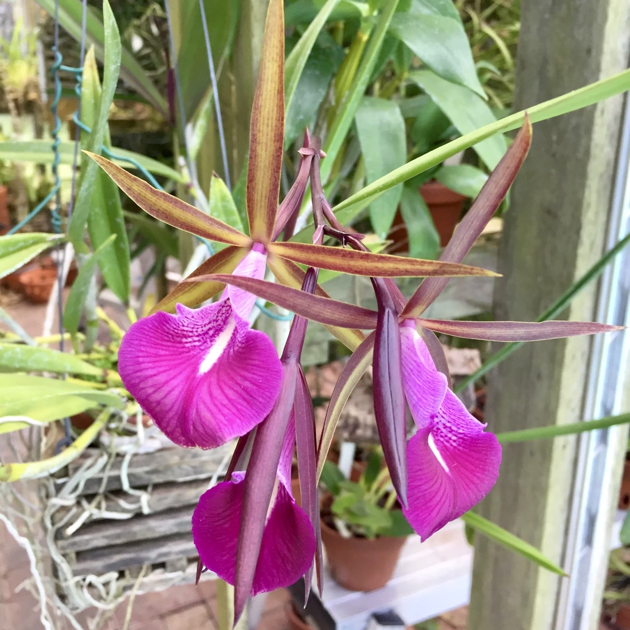 Bc. Star Ruby 'Xanadu'