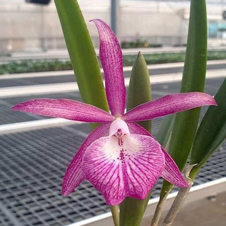 Bc. Tsiku Archangel 'Yuan Dung'