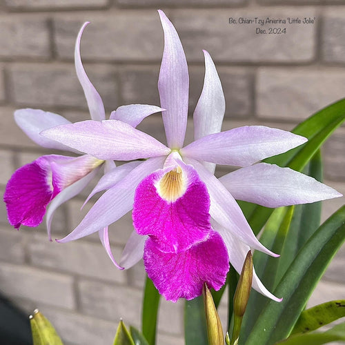 Bc. Chian-Tzy Anierina 'Little Jolie'