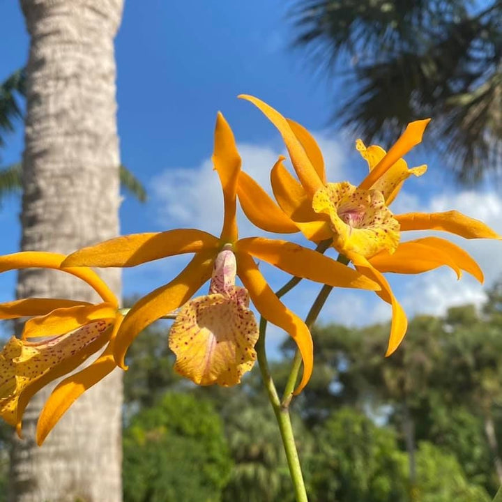 Bc. Golden Glory 'Apollo' SM/TOGA