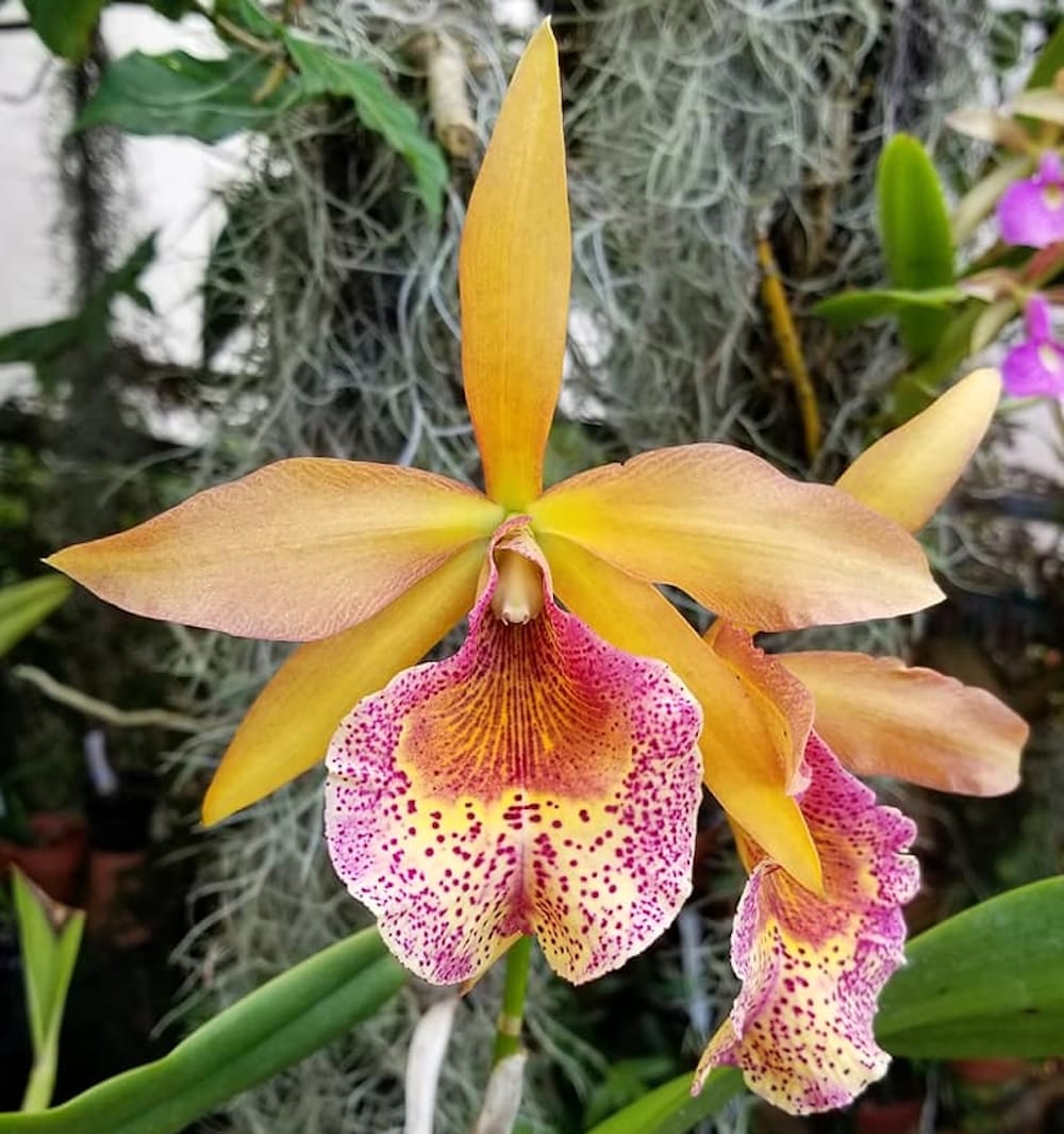 Bc. Keowee 'Mendenhall' AM/AOS