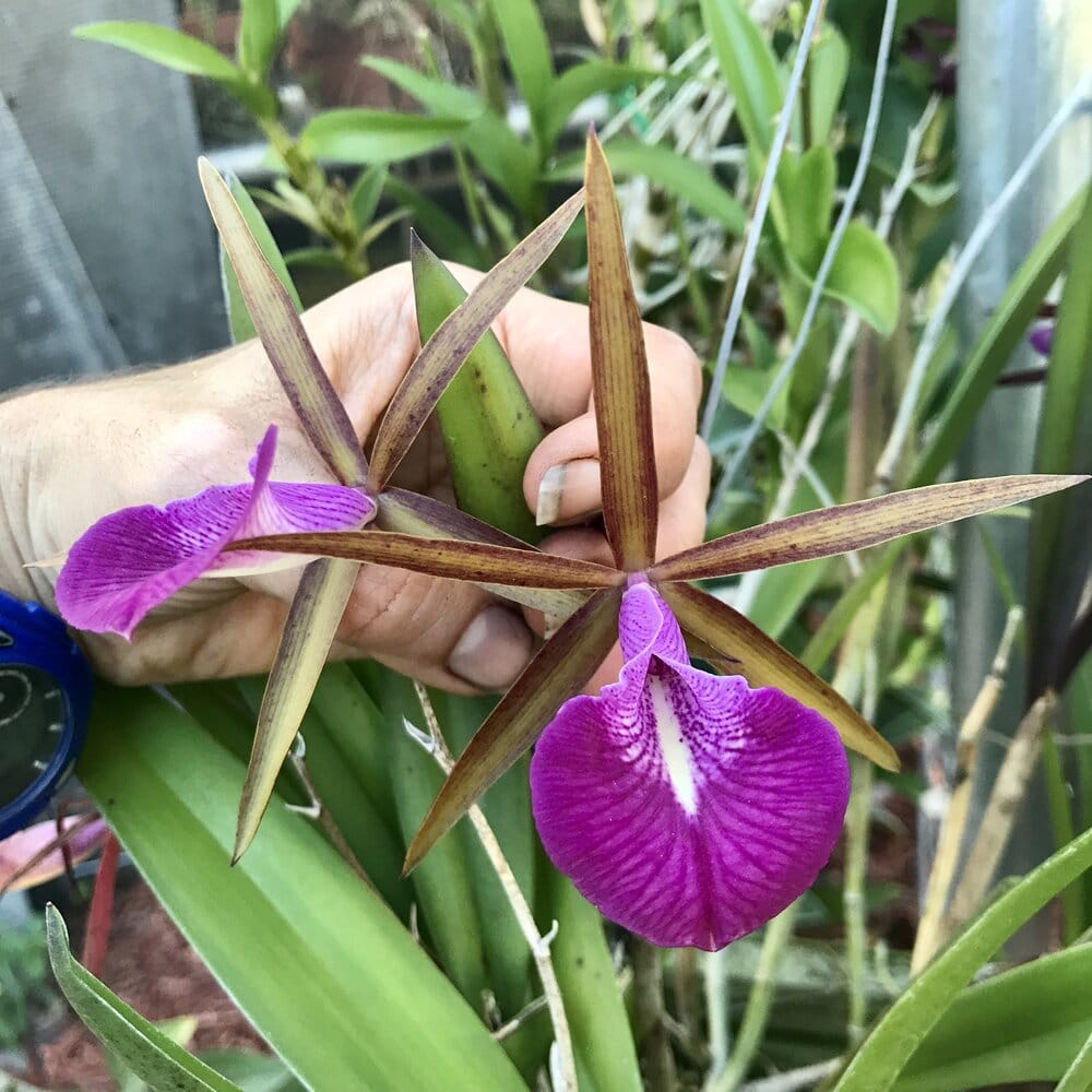 Bc. Star Ruby 'Xanadu'