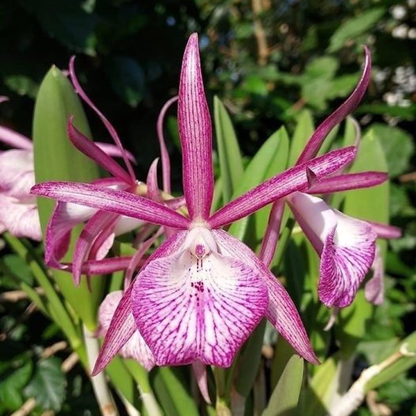 Bc. Tsiku Archangel 'Yuan Dung'