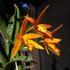 Bct. Sun Mei Gold 'Elsie May' HCC/AOS - tuoksuvat kukat