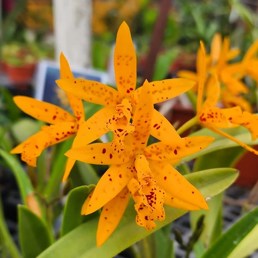 Bct. Sun Mei Gold 'Elsie May' HCC/AOS - flori parfumate – Secret
