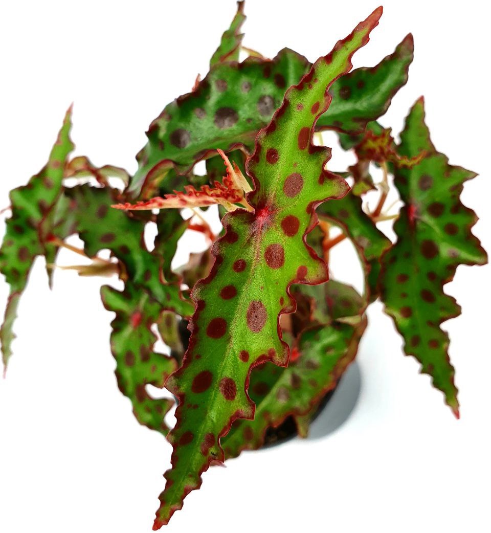 Begonia Amphioxus