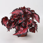 Begonia Beleaf Inca Night