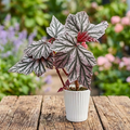 Begonia ‘Pink Minx’