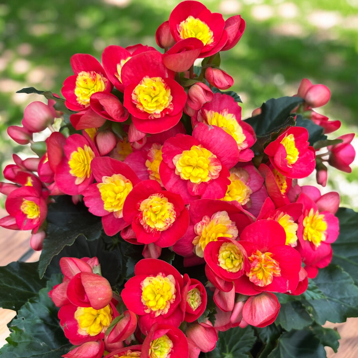 Begonia Valentino Pink – planta decorativa cu flori roz vibrante ...