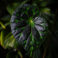 Begonia barsalouxiae 
