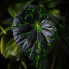 Begonia barsalouxiae 