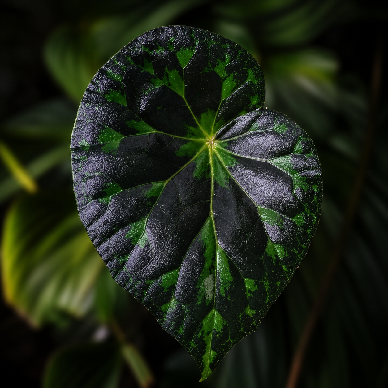 Begonia barsalouxiae 
