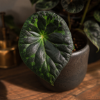 Begonia barsalouxiae 