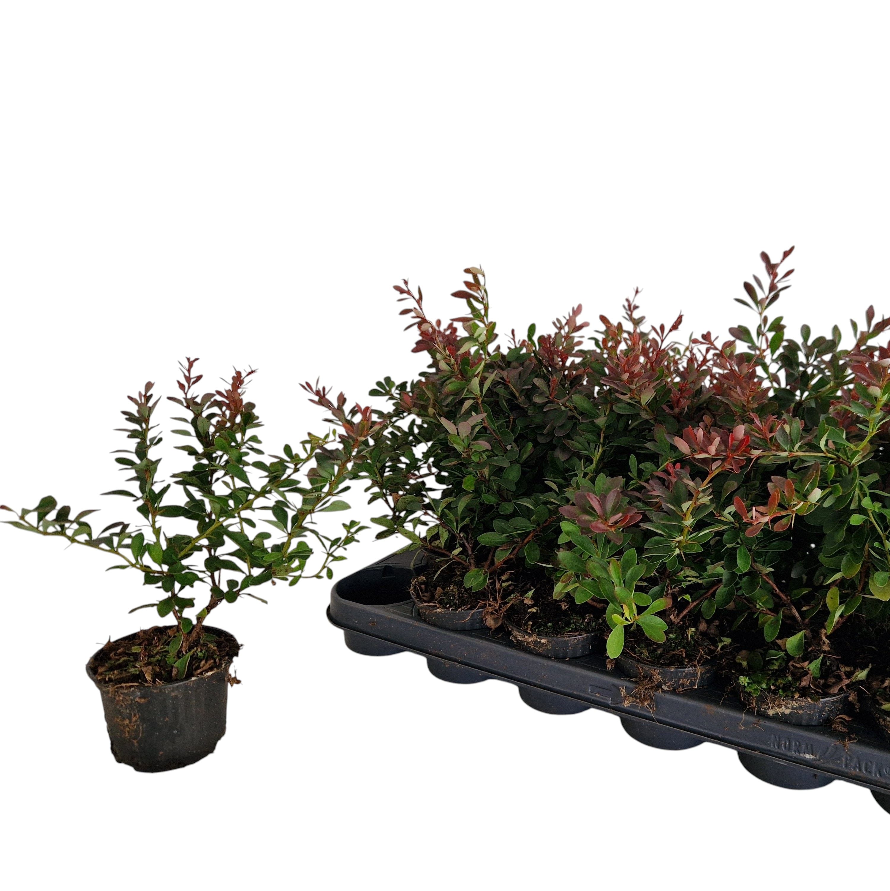 Berberis thunbergii var. atropurpurea (Dracilă, Japanese Barberry