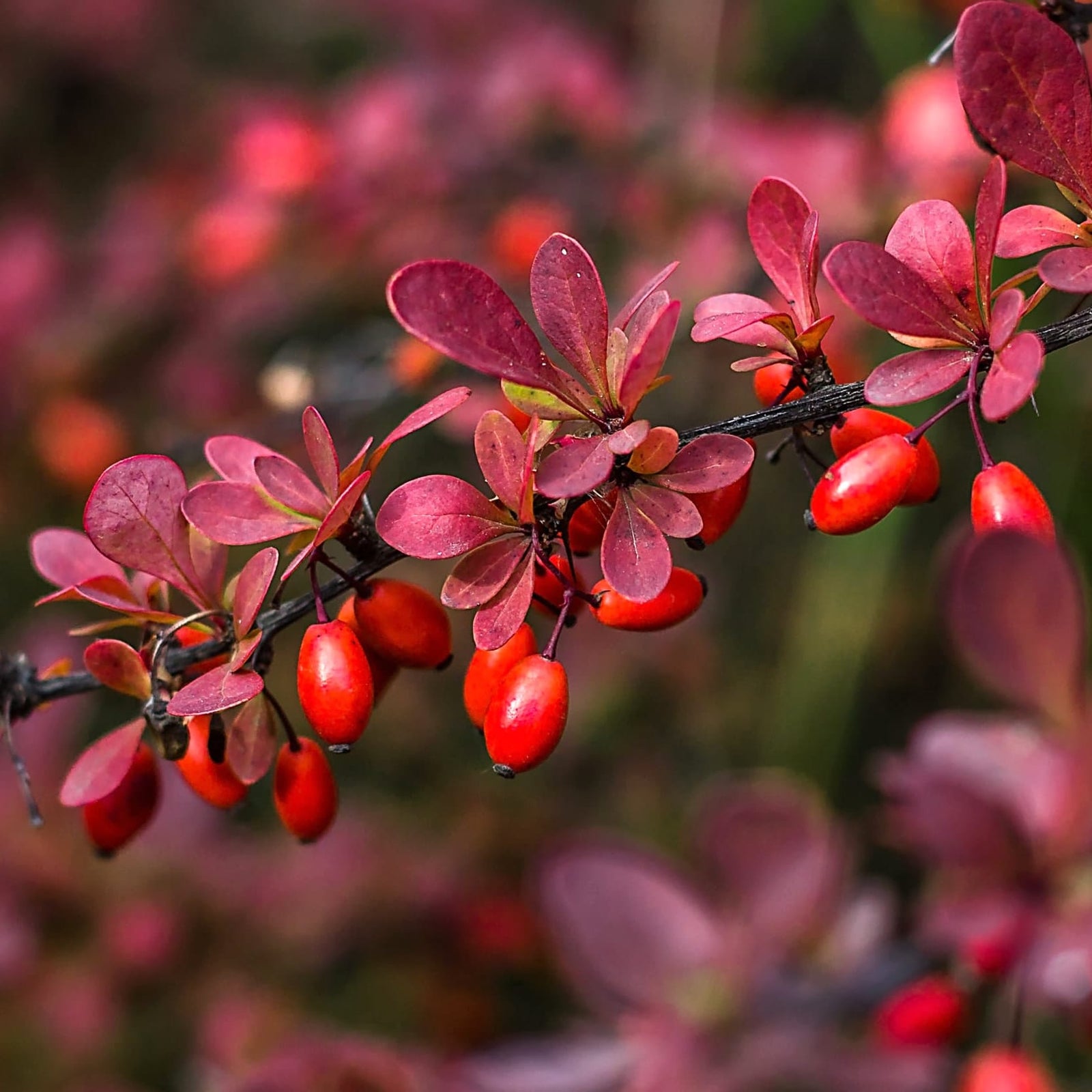 Berberis Thunbergii Var Atropurpurea Dracil Japanese Barberry berberis-thunbergii-var-atropurpurea-dracil-japanese-barberry
