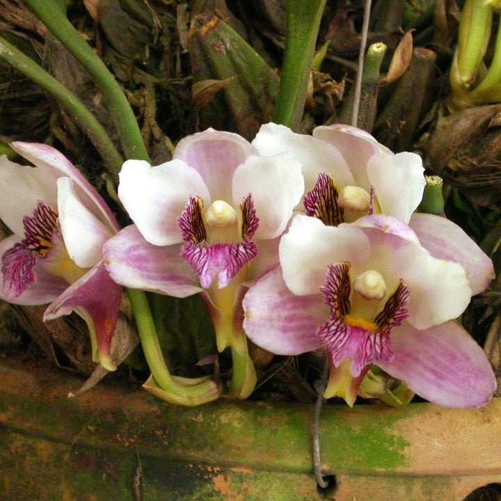 Bifrenaria harrisoniae