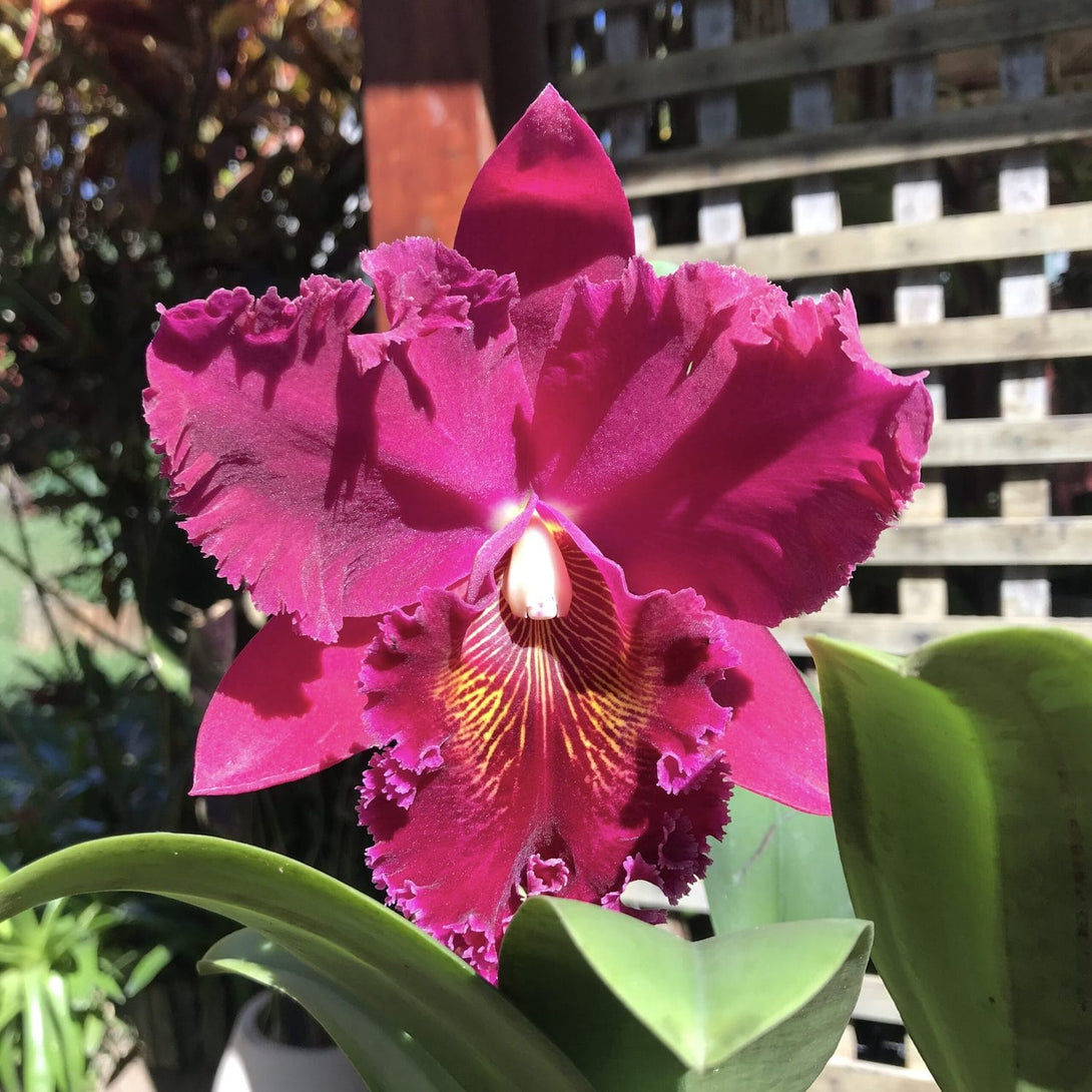 Blc. Chia Lin 'New City'