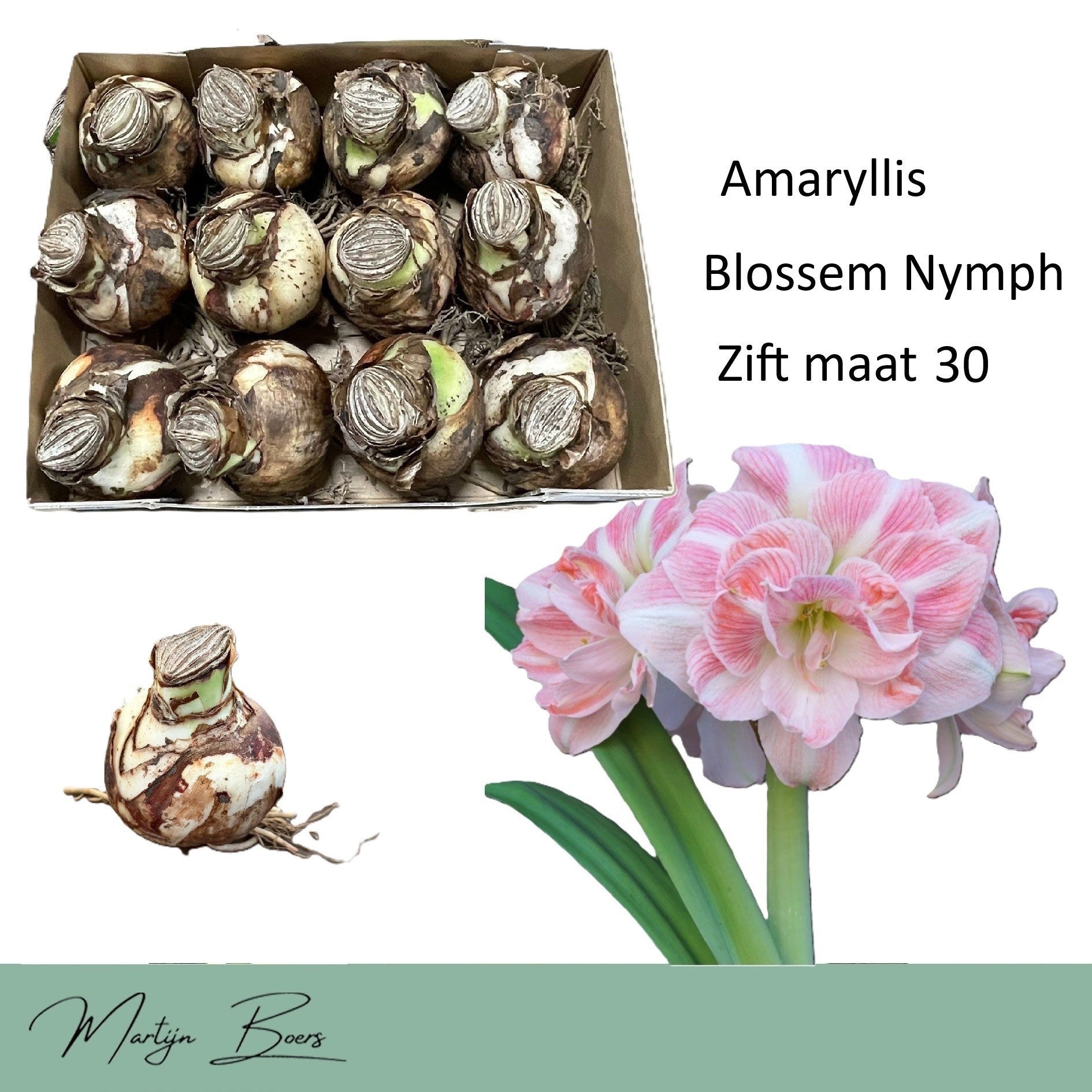 Hippeastrum ‘Blossem Nymph’ – flori duble pastelate, elegante