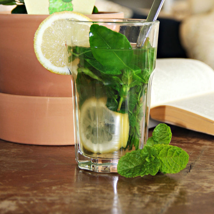 Menta - Mentha spicata (Spearmint)